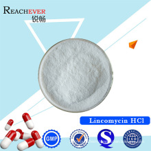 Lincomycin Hydrochloride with GMP Certificate